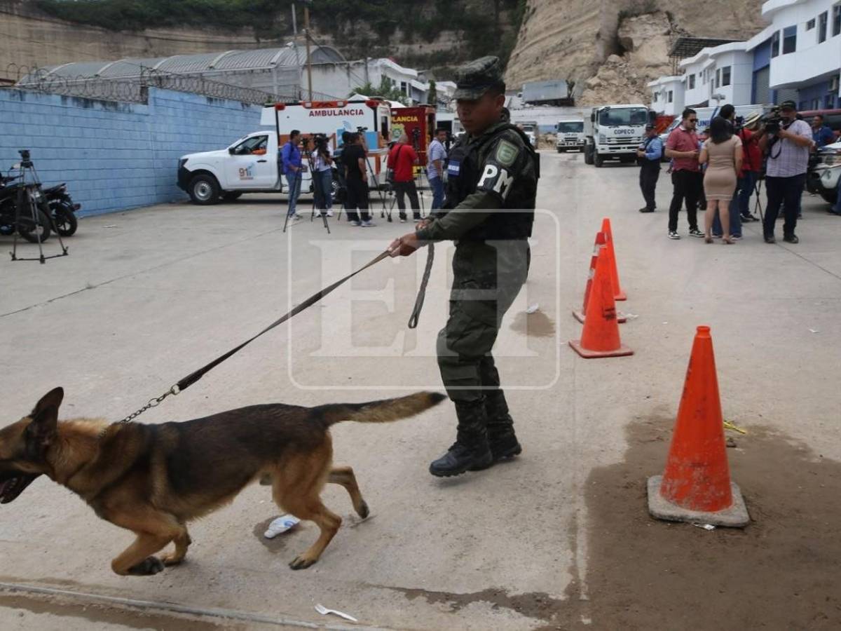 Togo y Mago, héroes que guiaron la búsqueda de víctimas entre el dolor y la esperanza