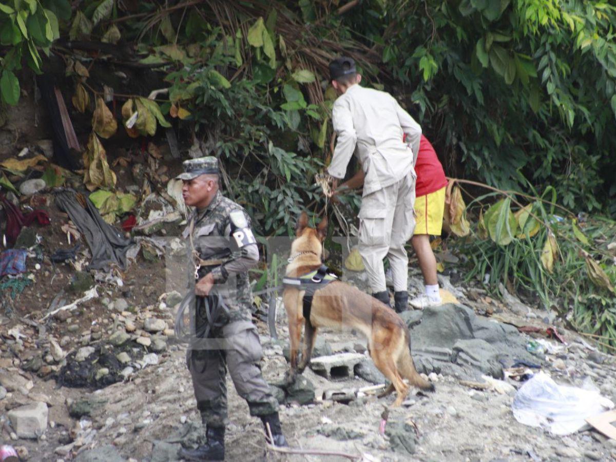 Entrenados para hallar a personas sin vida: dos caninos se suman a la búsqueda de Eliú Bautista