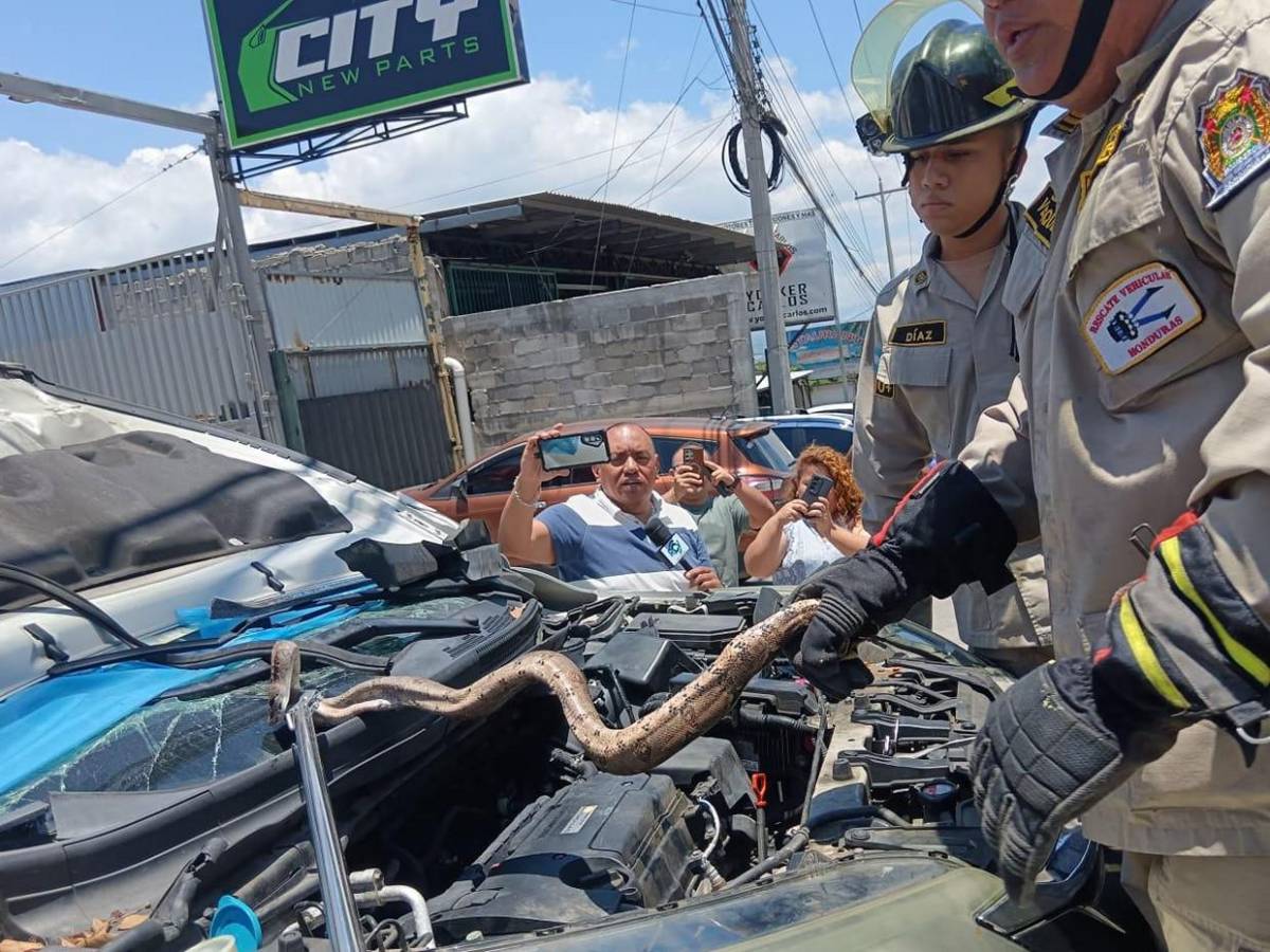 Mecánico pensó que era una manguera: hallan enorme boa dentro de motor en El Carrizal