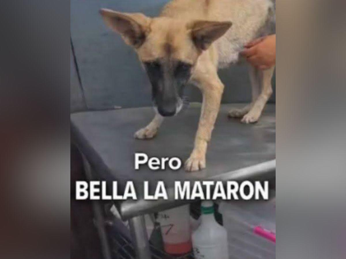 Bella, la perrita que habría sido asesinada al comer vidrio molido en la UNAH