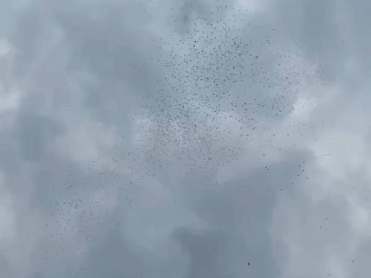 ¿Por qué invadieron mariposas el cielo de Tegucigalpa?