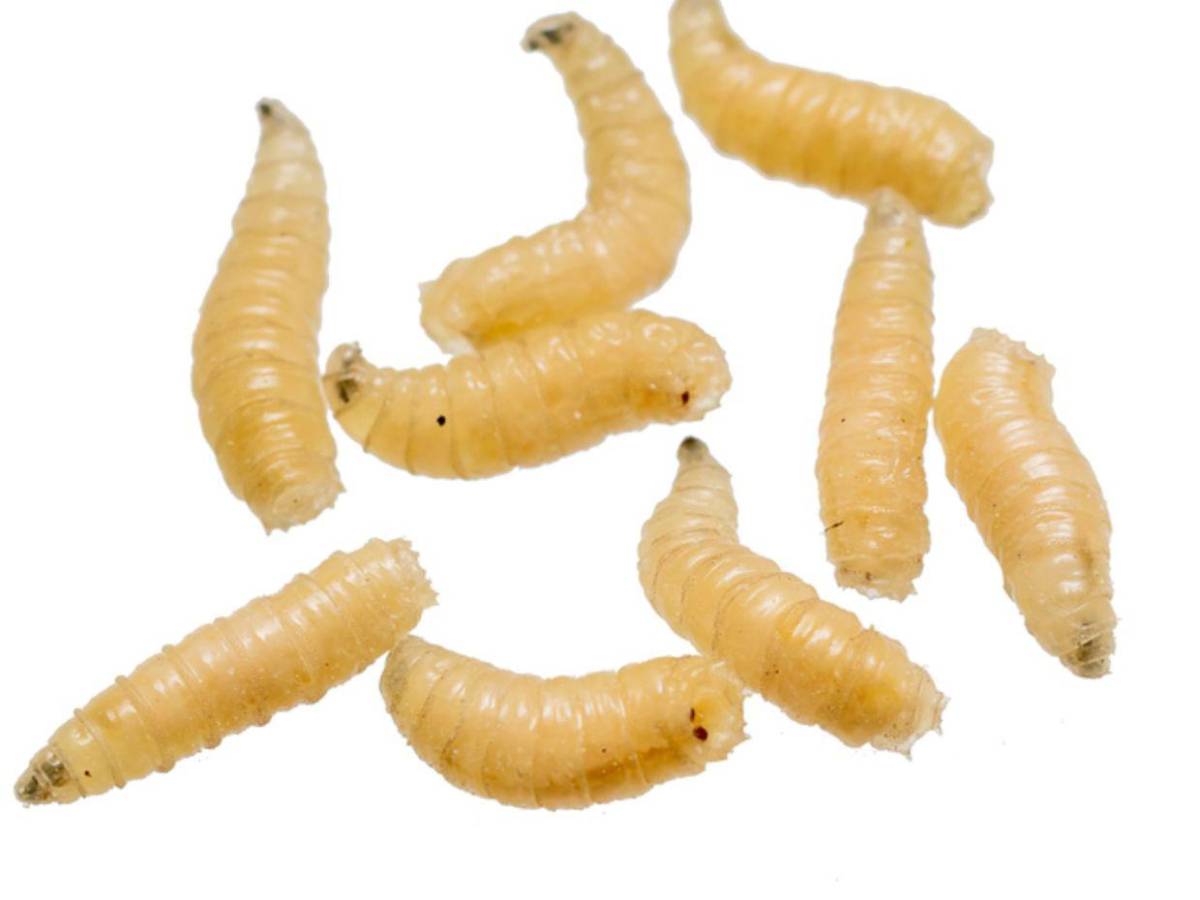 Estados Unidos confirma su primer caso en humanos del gusano barrenador