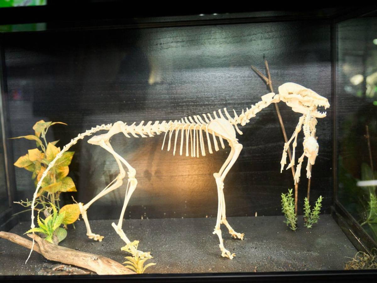 Hondureño transforma placentas en arte y huesos en esculturas sorprendentes