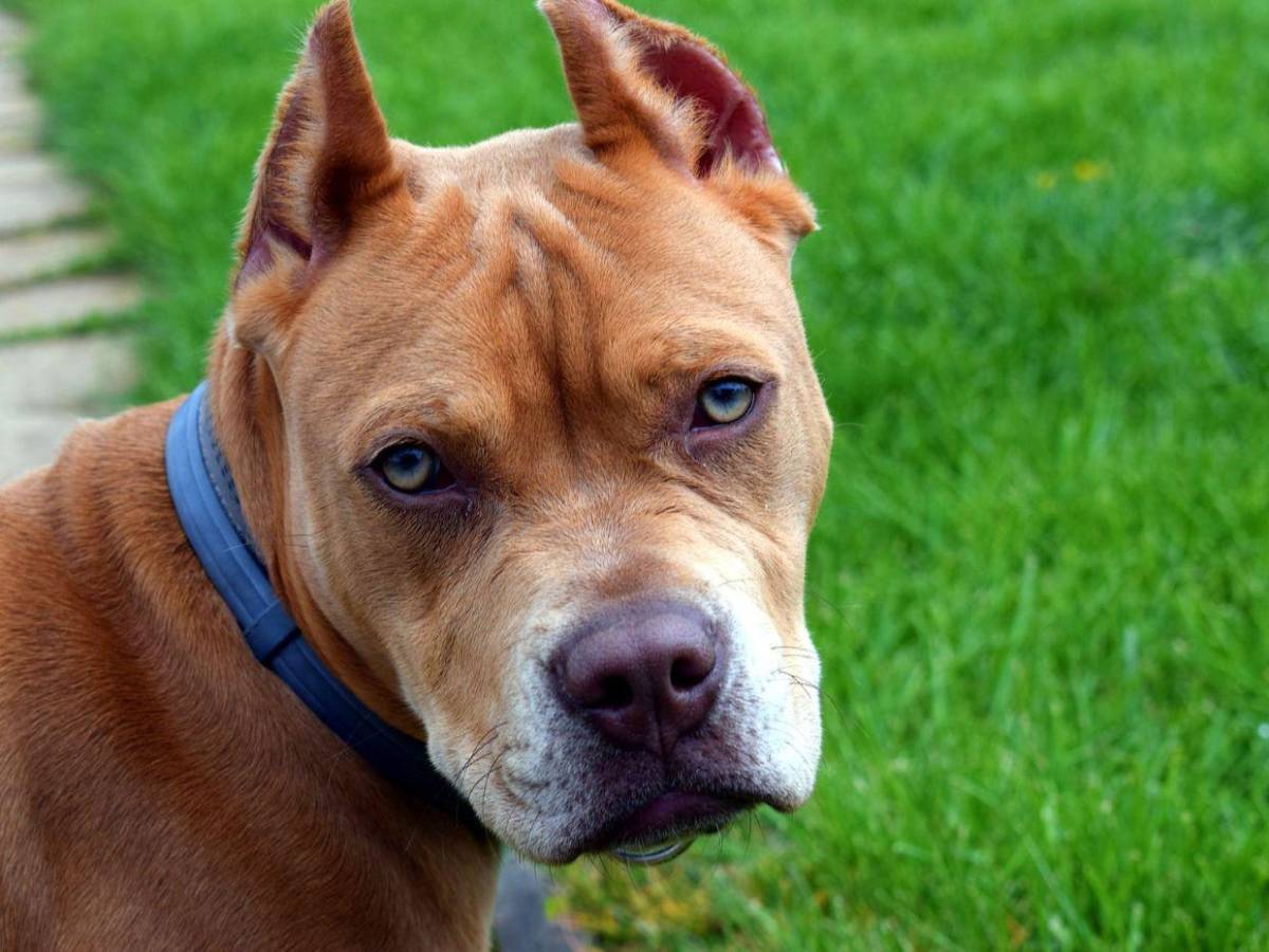 Pitbull dispara un arma por accidente contra su dueño en Memphis, Estados Unidos