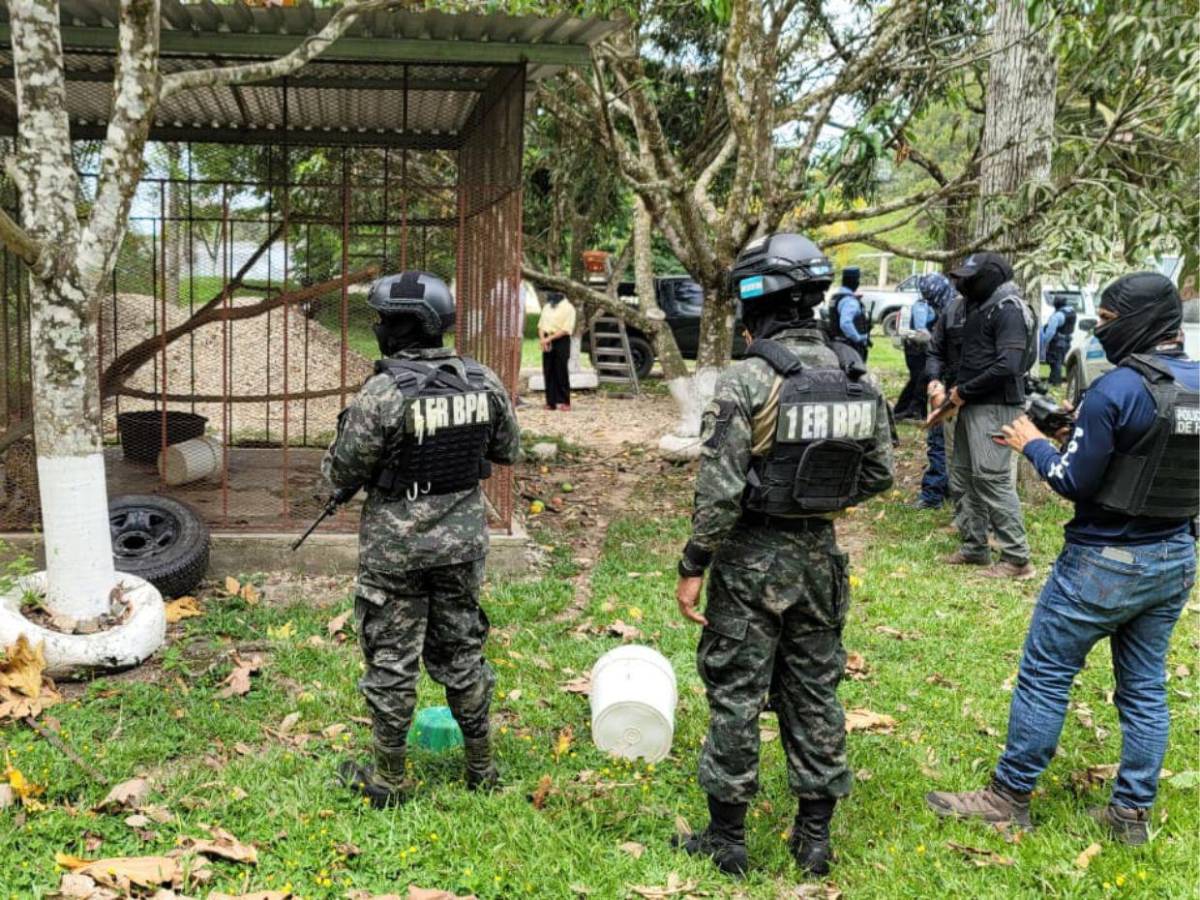 Así fue el rescate de jaguar y otras especies exóticas en cautiverio en Olancho