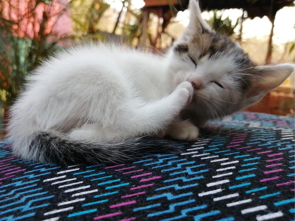 Los gatos suelen preferir a las mujeres porque son más dulces con ellos.