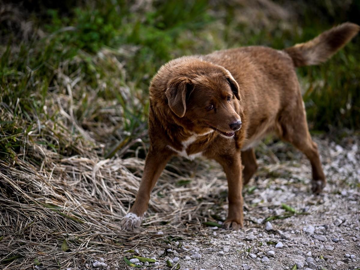 Bobi, el perro más longevo del mundo que ha roto el récord Guinness a los 30 años