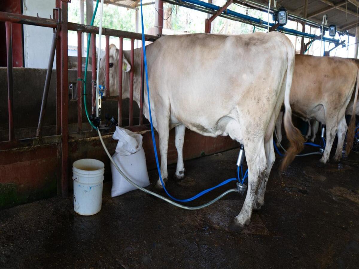 Así avanza Honduras en la digitalización de procesos de producción de leche