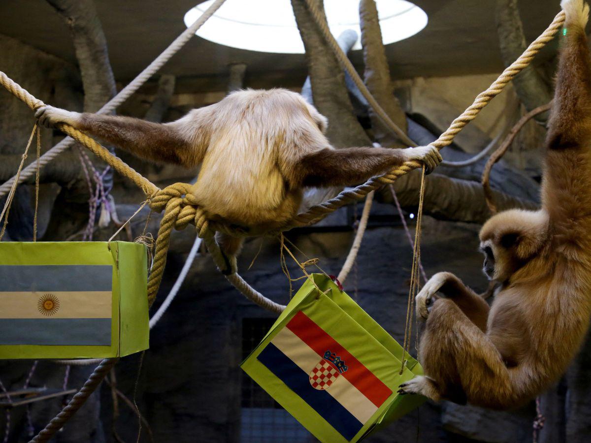 El mono Kent predice una victoria de Croacia ante Argentina en la semifinal de Qatar