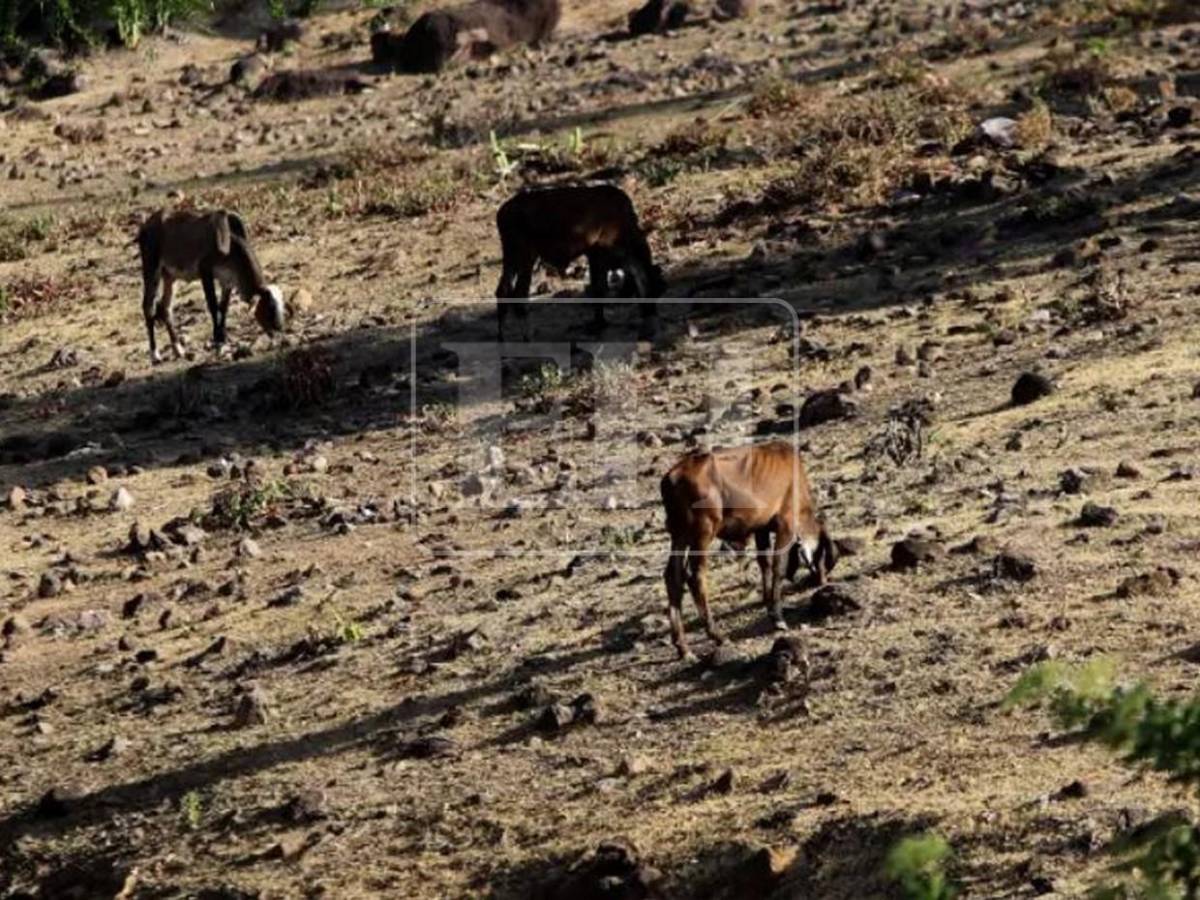 No se salvó ni un cultivo, ahora peligra el agua para consumo: el rastro de la sequía en el Corredor Seco