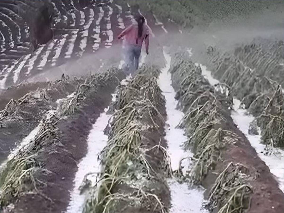 Es una gran decepción: tormenta de granizo causa estragos en cultivos de Intibucá