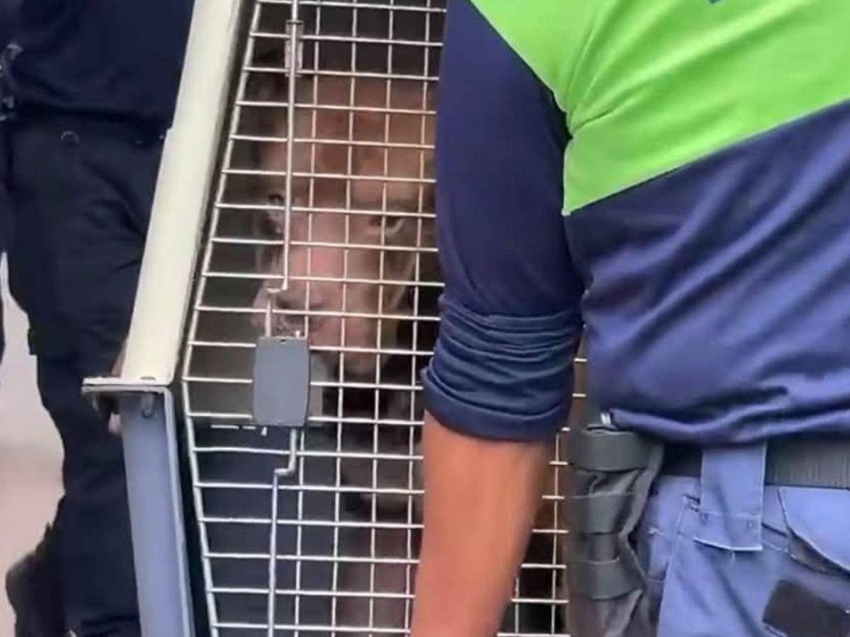 Escuchábamos llorar al perro: Vecinos revelan el trato que recibía el pitbull que mató a su dueño en Tegucigalpa