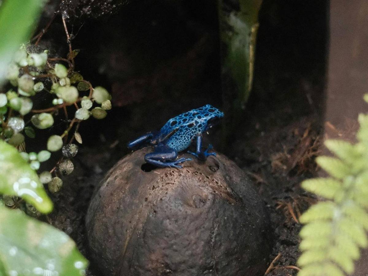 Diminuta pero letal, así es la rana dardo usada contra Navalni, ¿cómo afecta al cuerpo?