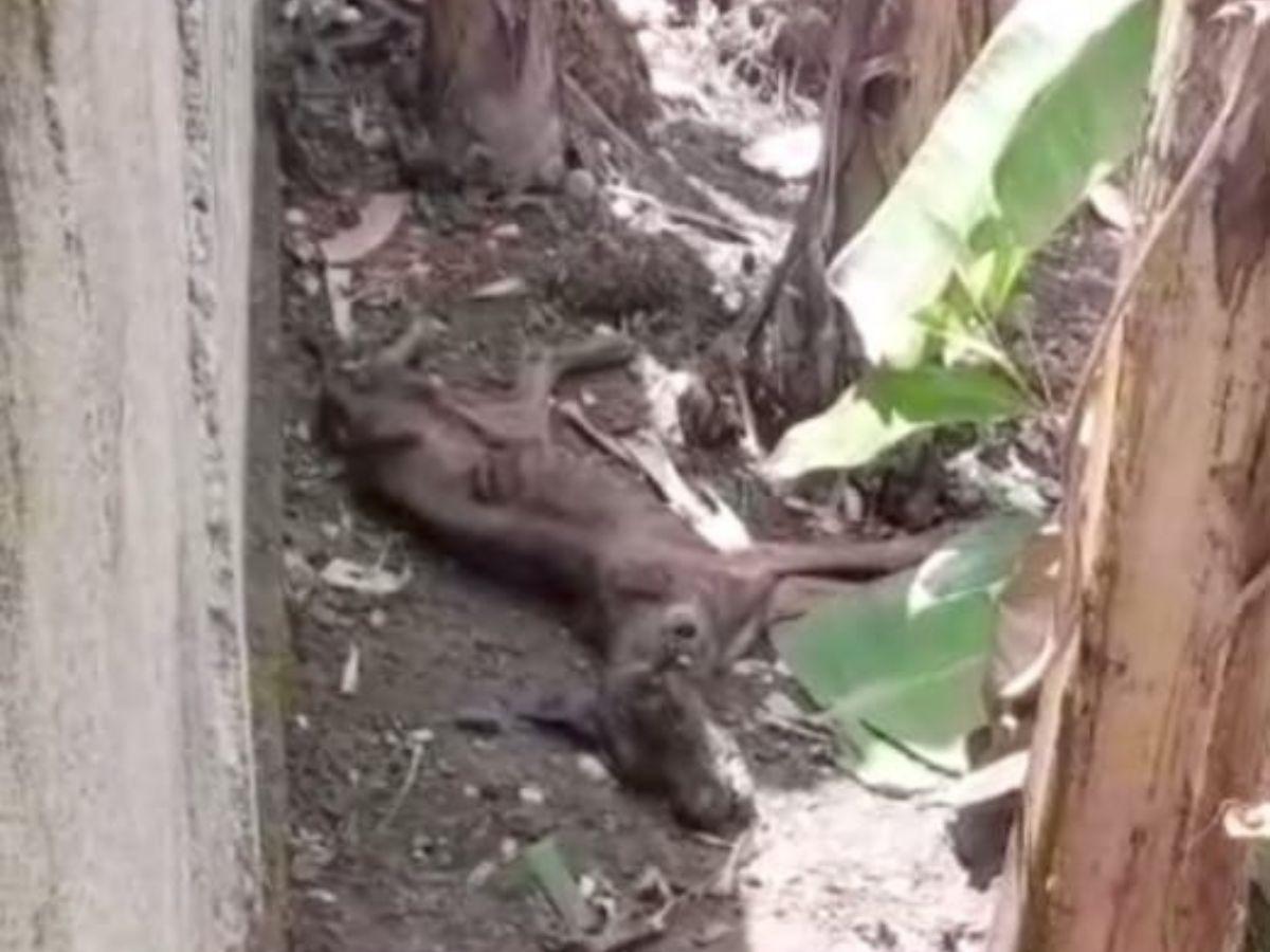 Quemaba y dejaba sin comer a sus perros: capturan a hombre por maltrato animal en Colón