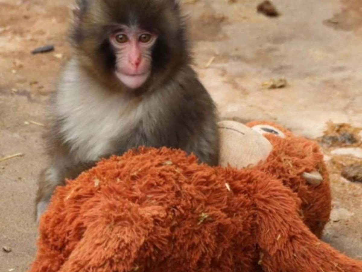 Punch: el mono rechazado por su madre que convirtió un peluche en su único refugio