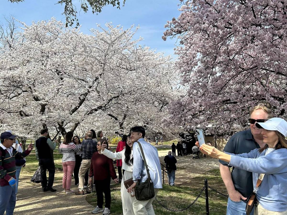 La primavera llega temprano a Washington con el espectáculo de los cerezos