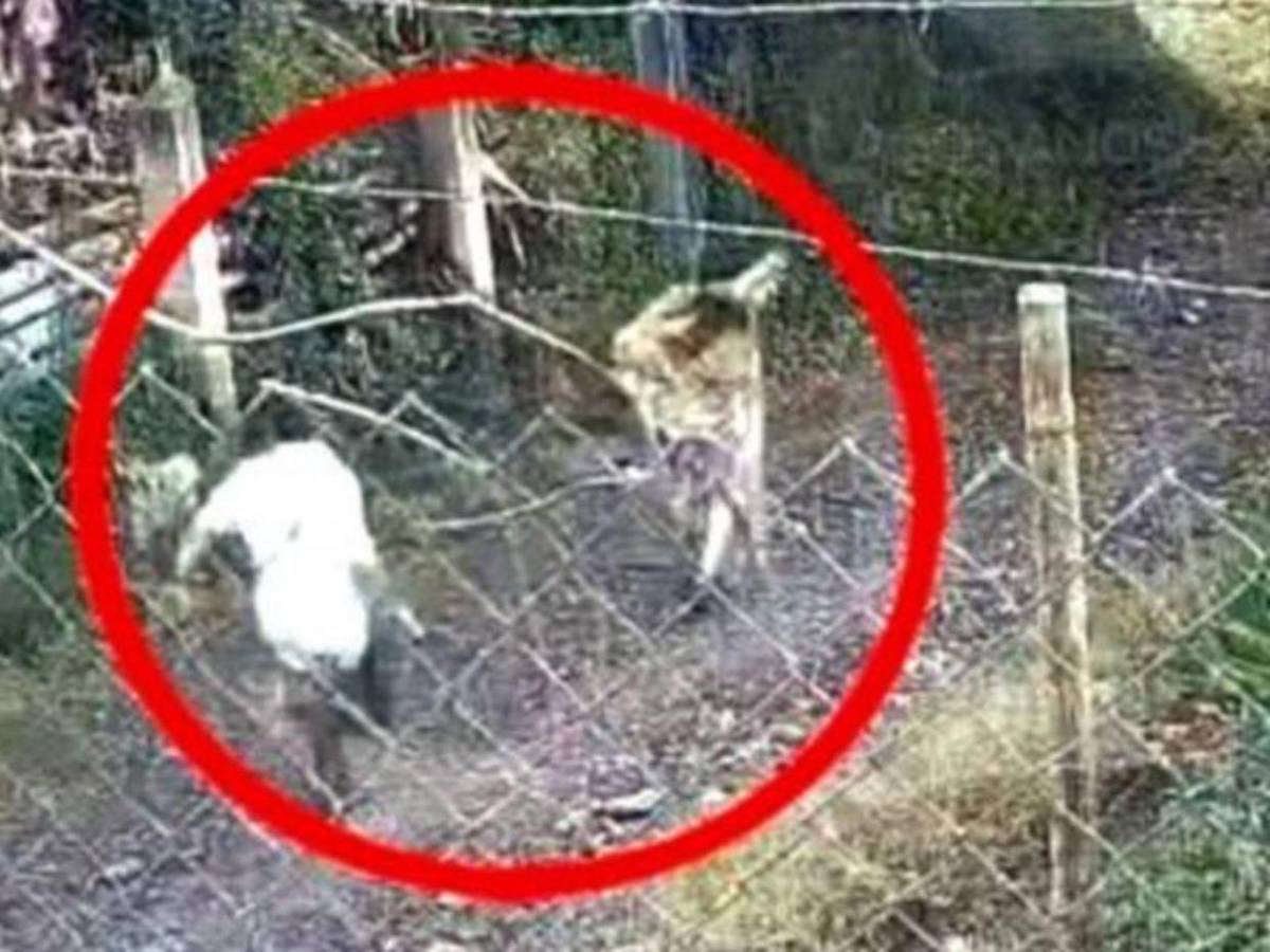 Mientras violaba a la niña, escuchaba música cristiana: Pastor que intentó asesinar a su hijastra