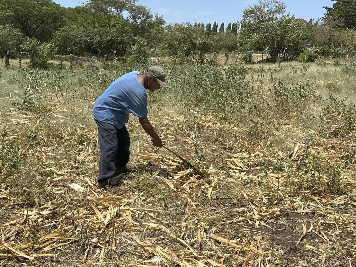 Zona Sur clama por lluvias en septiembre para salvar última cosecha del año