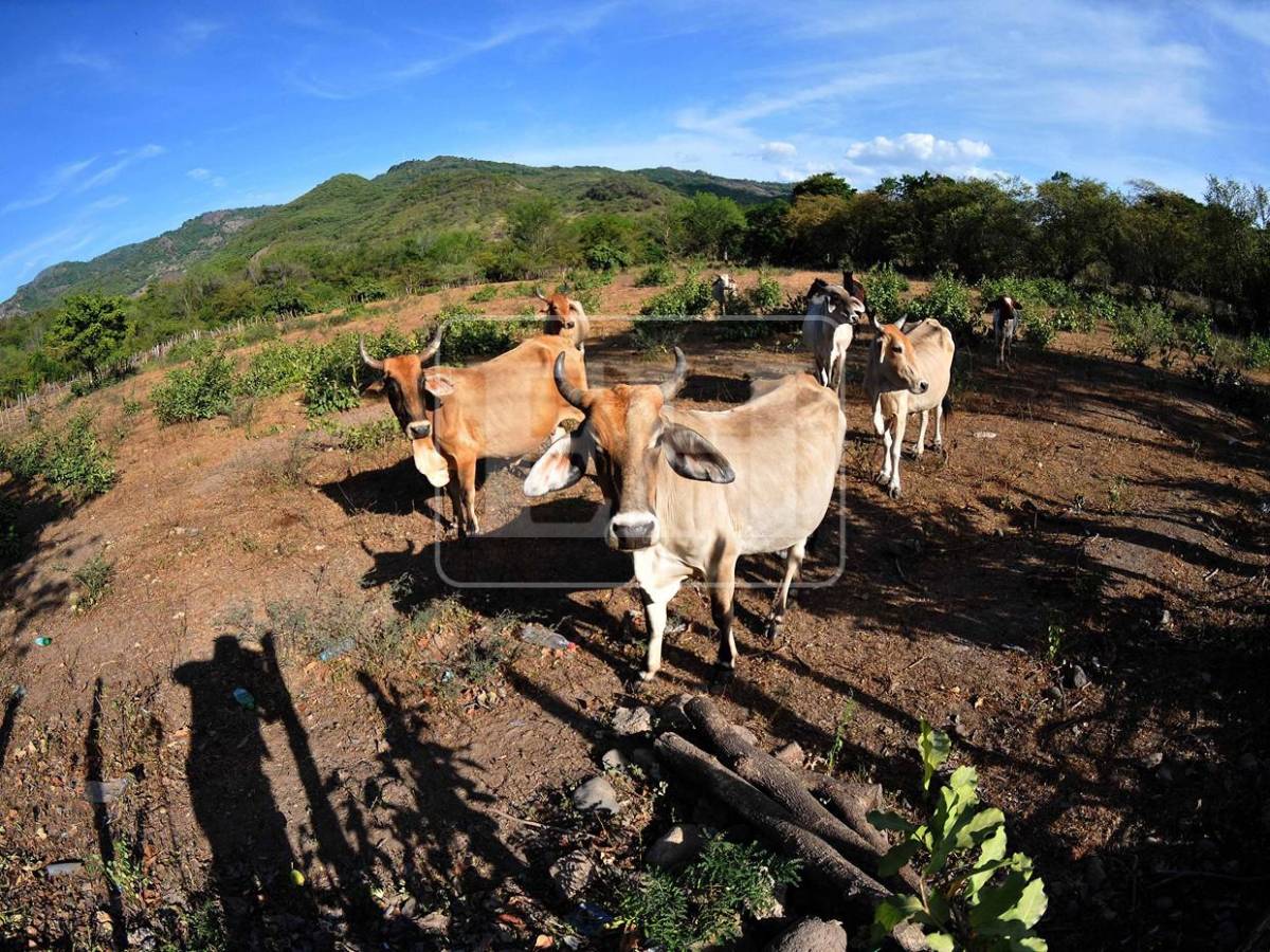Sin agua ni forraje: la lucha diaria de pequeños ganaderos por salvar sus vacas