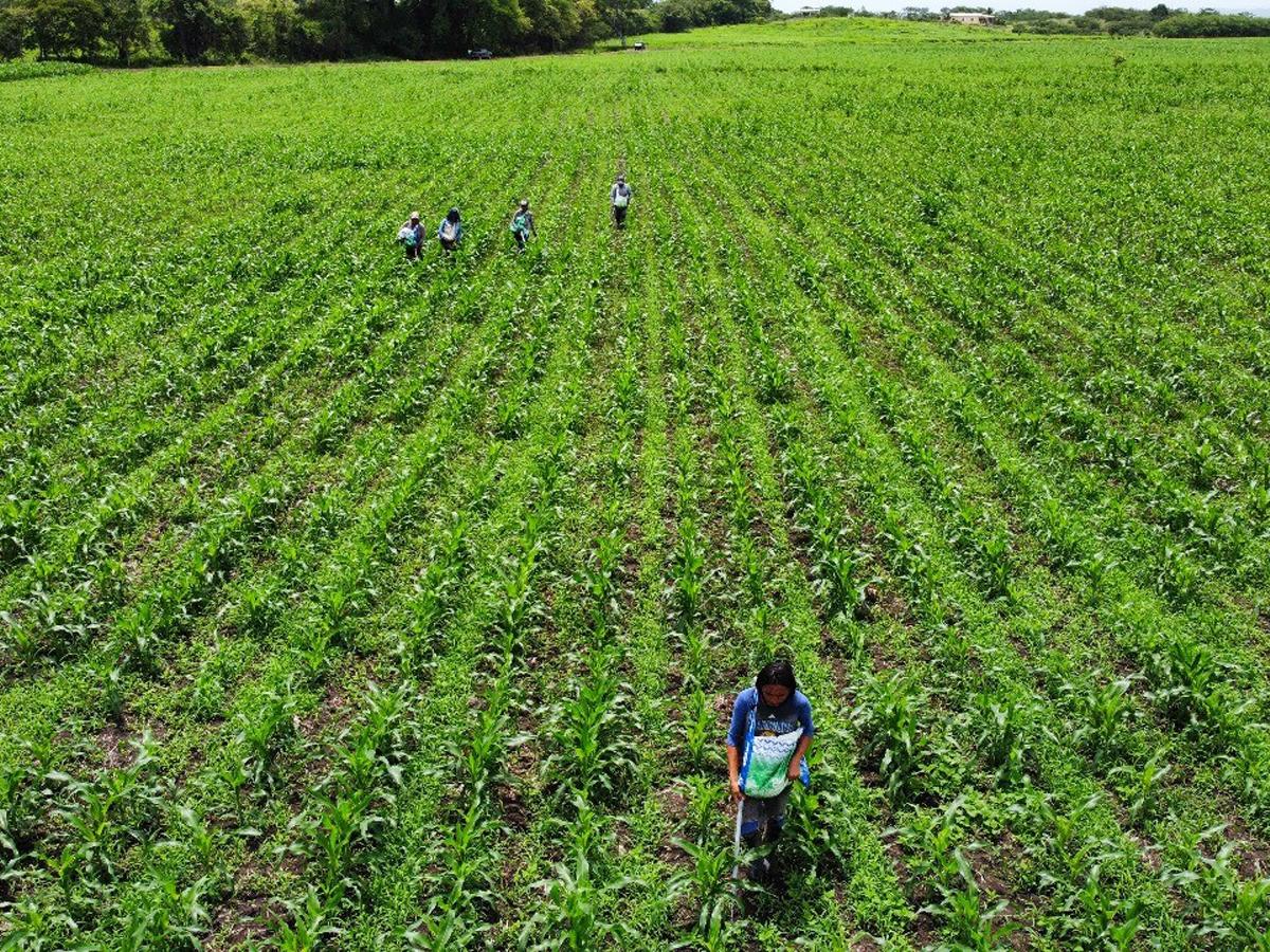 <i>Banadesa también ha invertido en logística con la adquisición de 26 vehículos, así como la reparación de las agencias a nivel nacional, compra de un Data Center (Plataforma tecnológica). Contratación de personal y compra de equipo para oficina.</i>