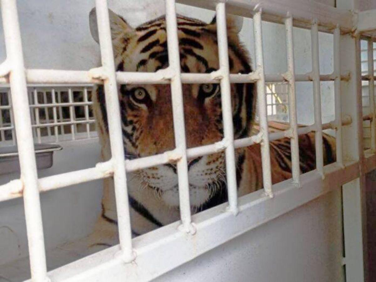 Honduras reubica por primera vez en EE UU a ocho grandes felinos para su conservación