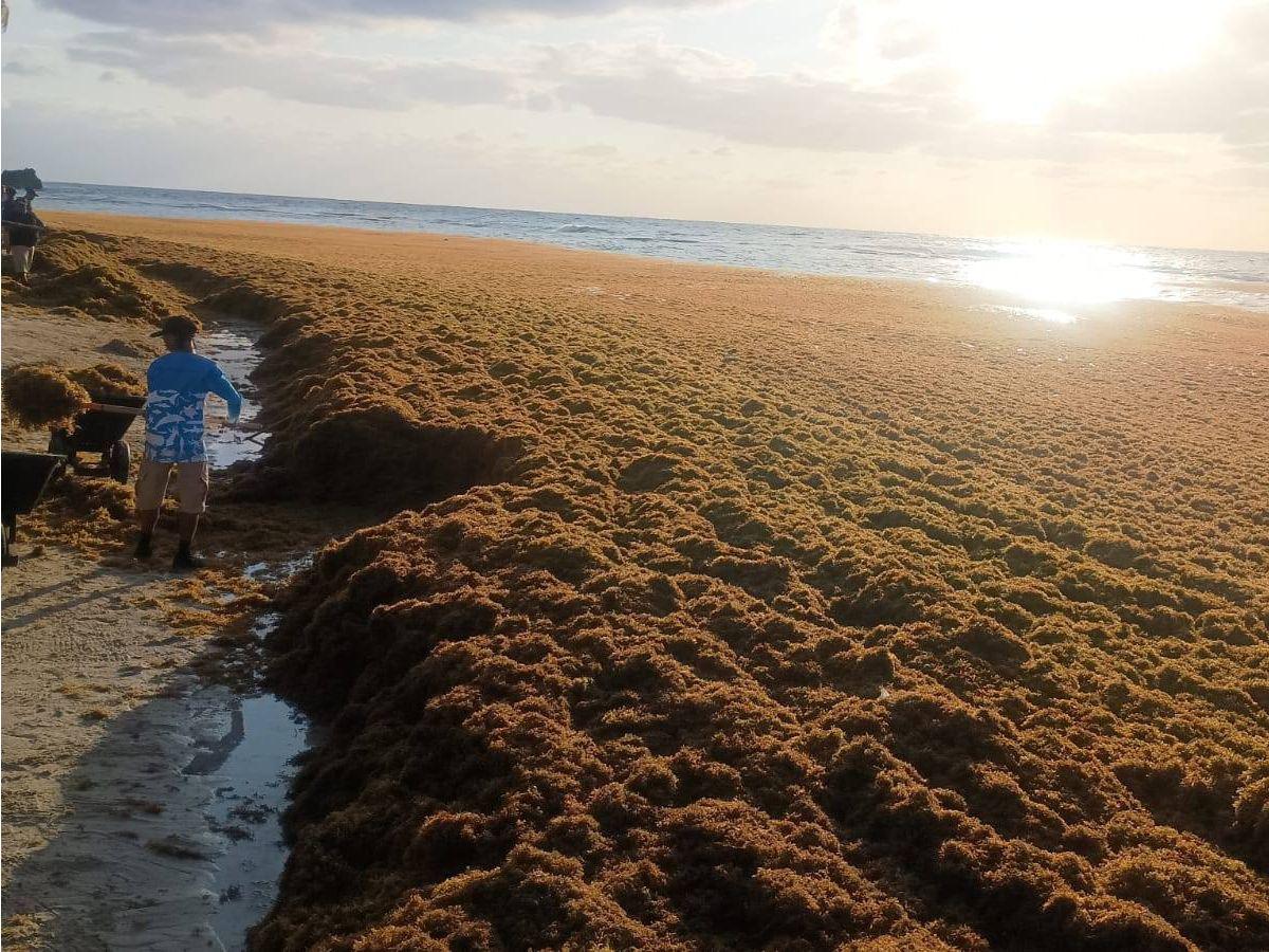 En total limpieza van quedando las playas de West Bay tras invasión de sargazo