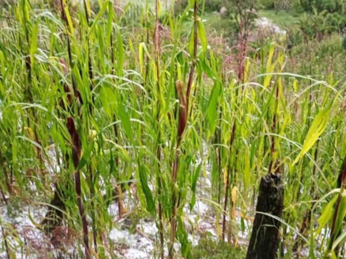 Es una gran decepción: tormenta de granizo causa estragos en cultivos de Intibucá