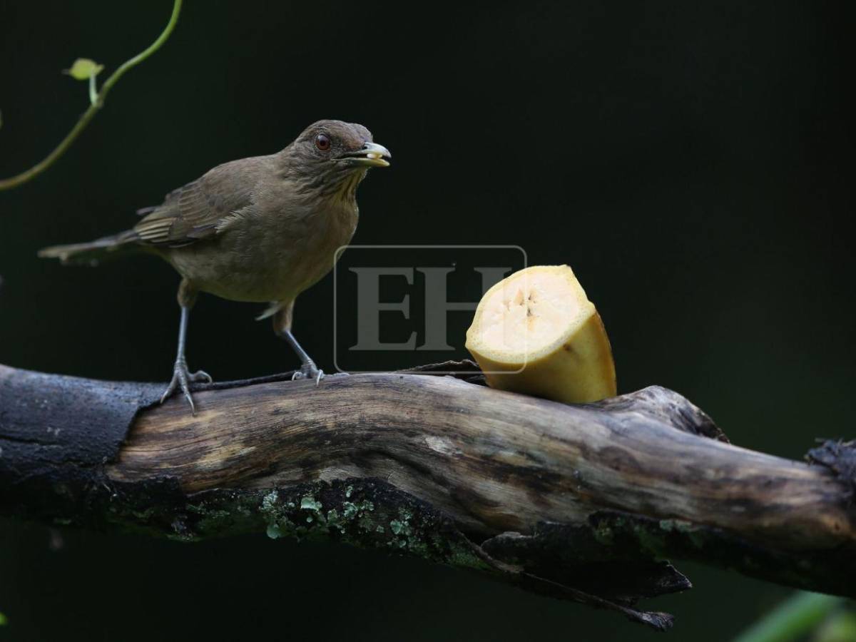 Un recorrido entre las aves que anidan en el corazón verde de Honduras