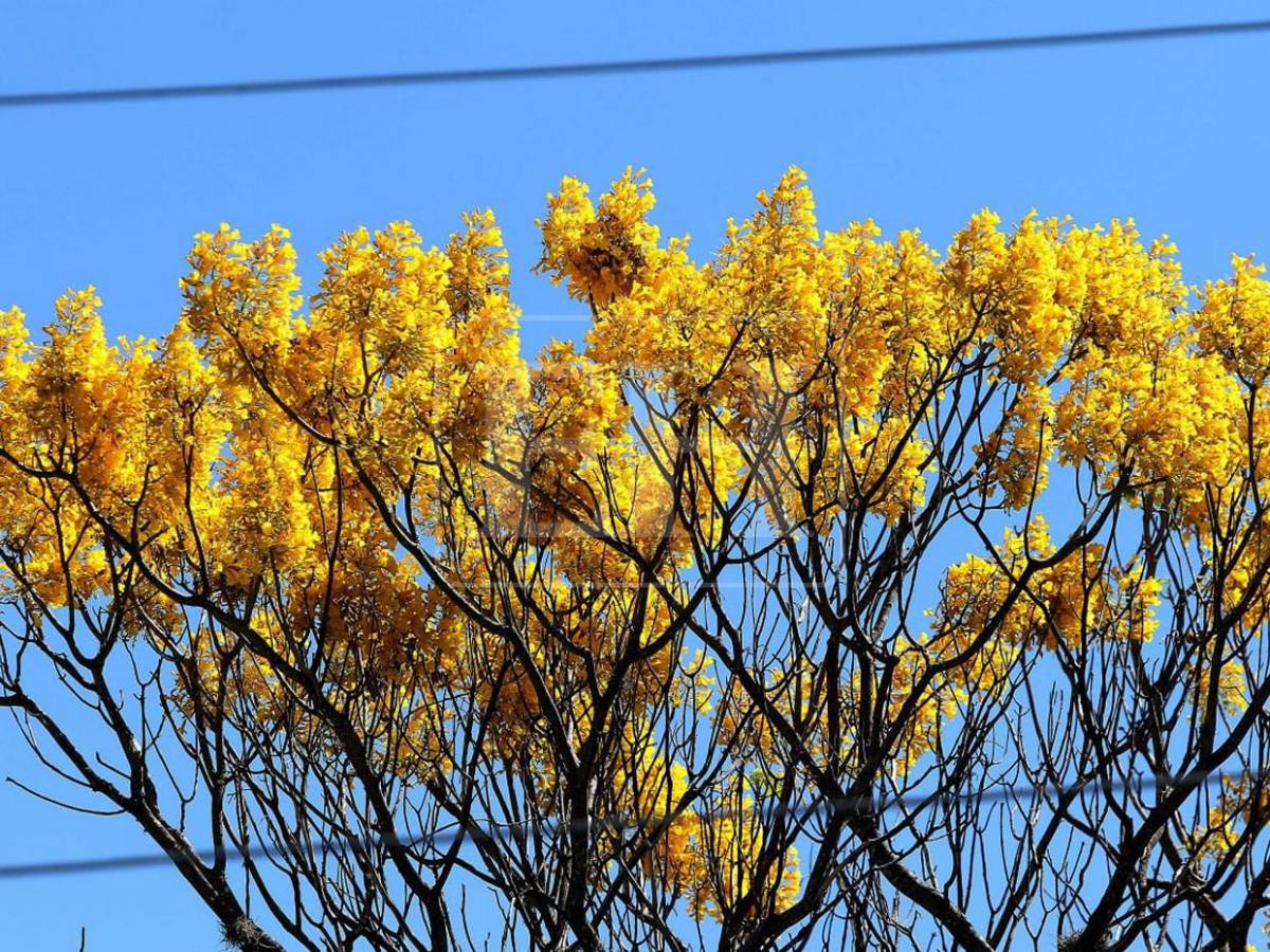 Un espectáculo natural: flores llenan de frescura la capital hondureña​​​​​​