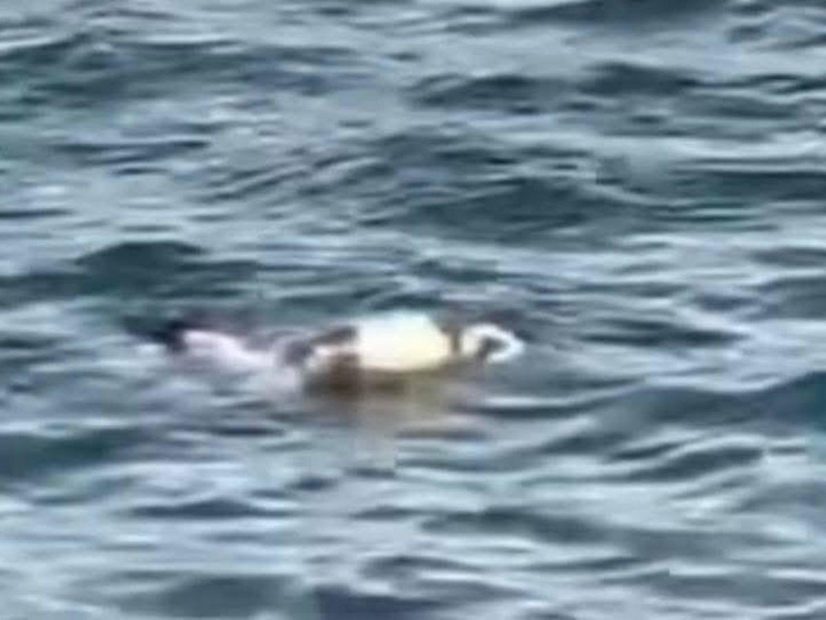 “Volvió de donde Dios lo sacó”: Marcos Tábora fue encontrado flotando con las manos atadas