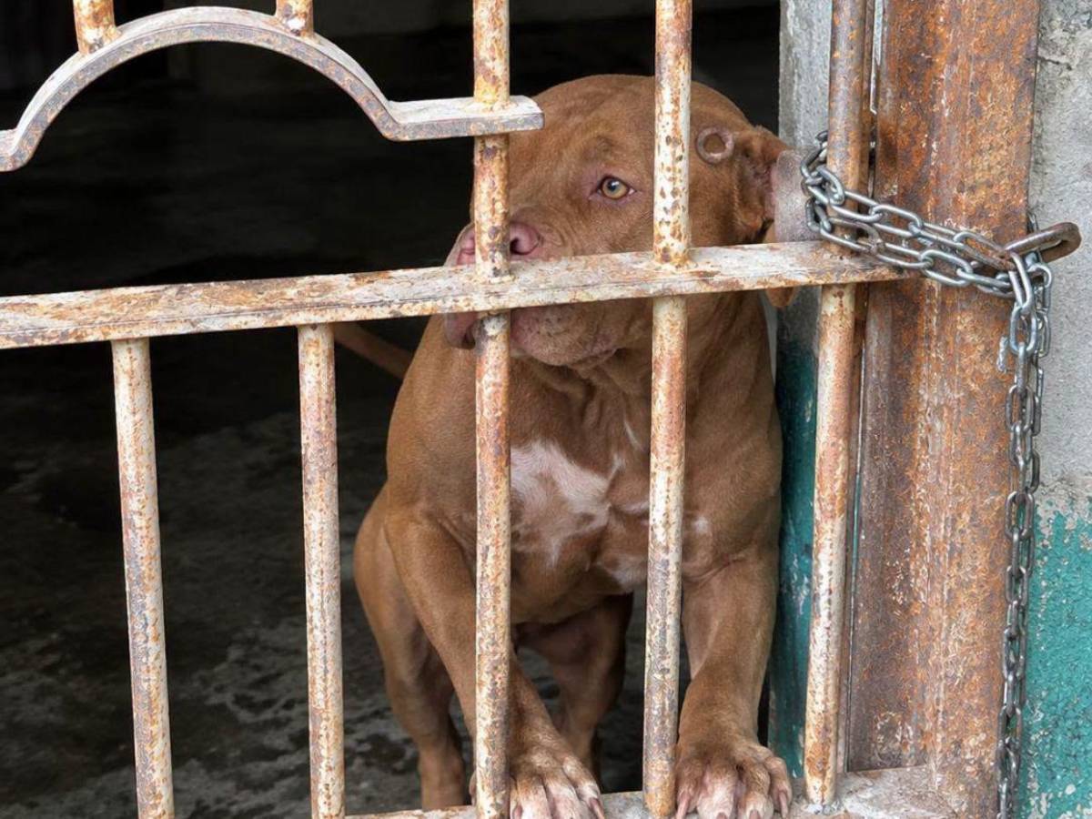 ¿Qué había en la escena? Autopsia determinará si don Alfonzo murió por ataque de su perro Zeus