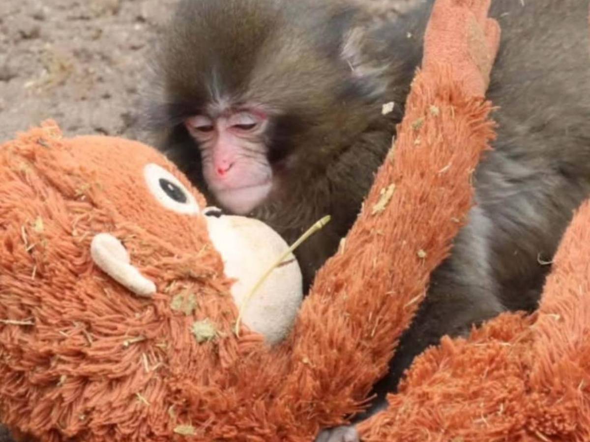 Punch: el mono rechazado por su madre que convirtió un peluche en su único refugio