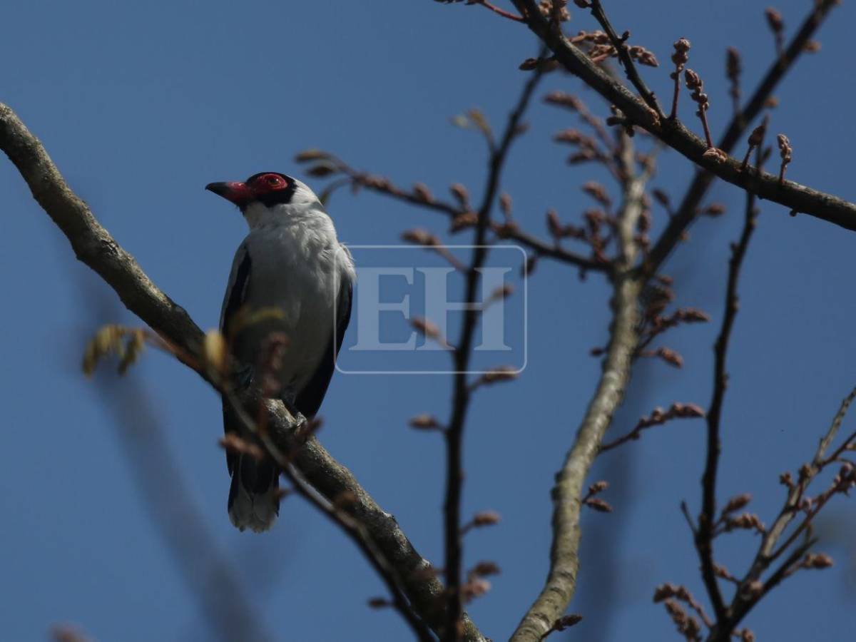 Un recorrido entre las aves que anidan en el corazón verde de Honduras
