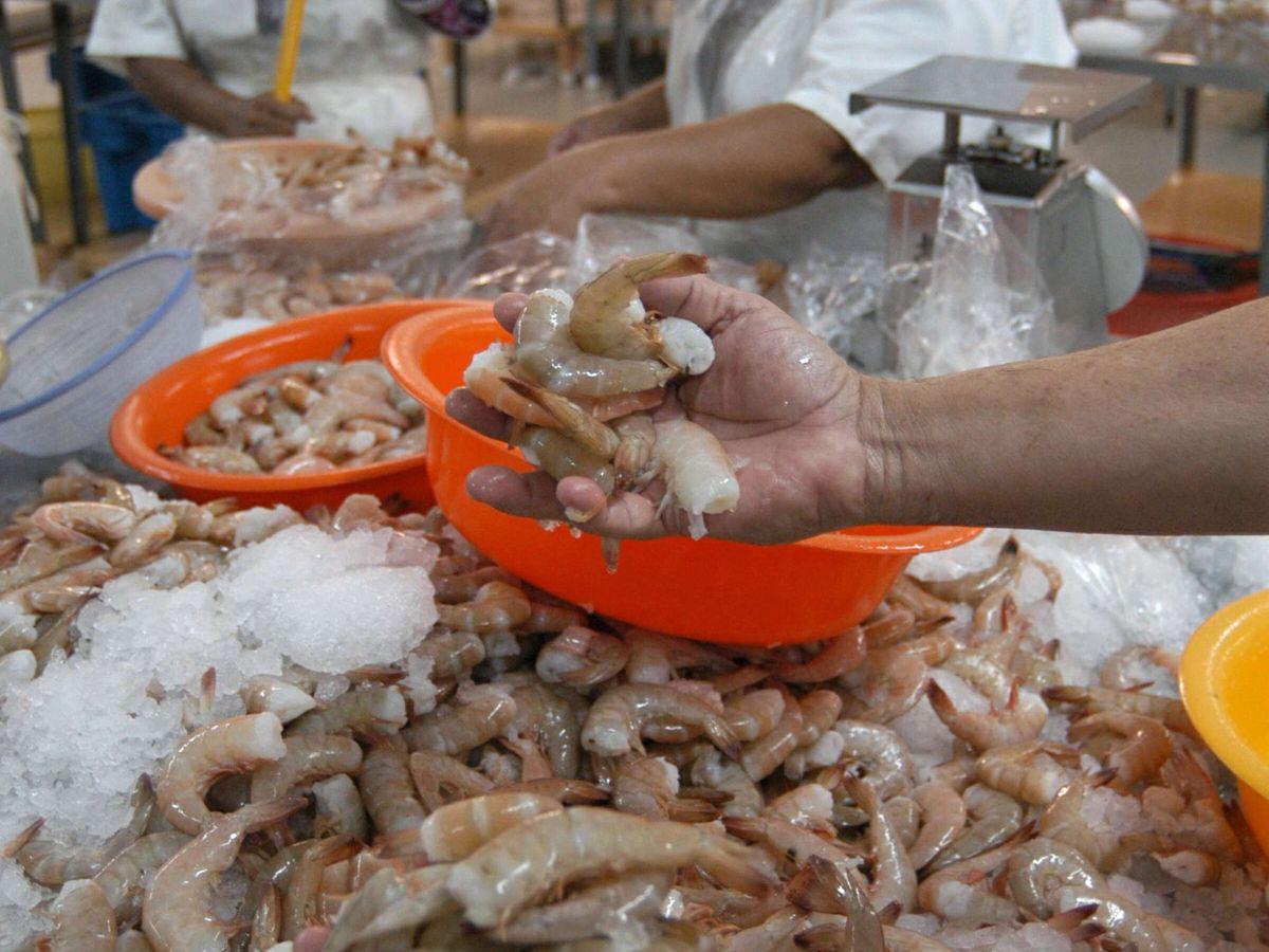 Bloqueo de México al camarón provoca abandono y venta de fincas en el país