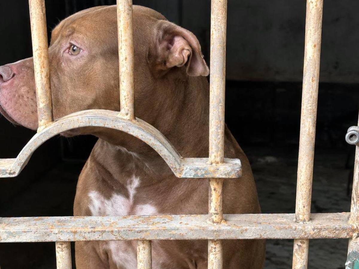 Autopsia de don Alfonzo revela que murió por mordeduras de su perro Zeus, confirma el MP