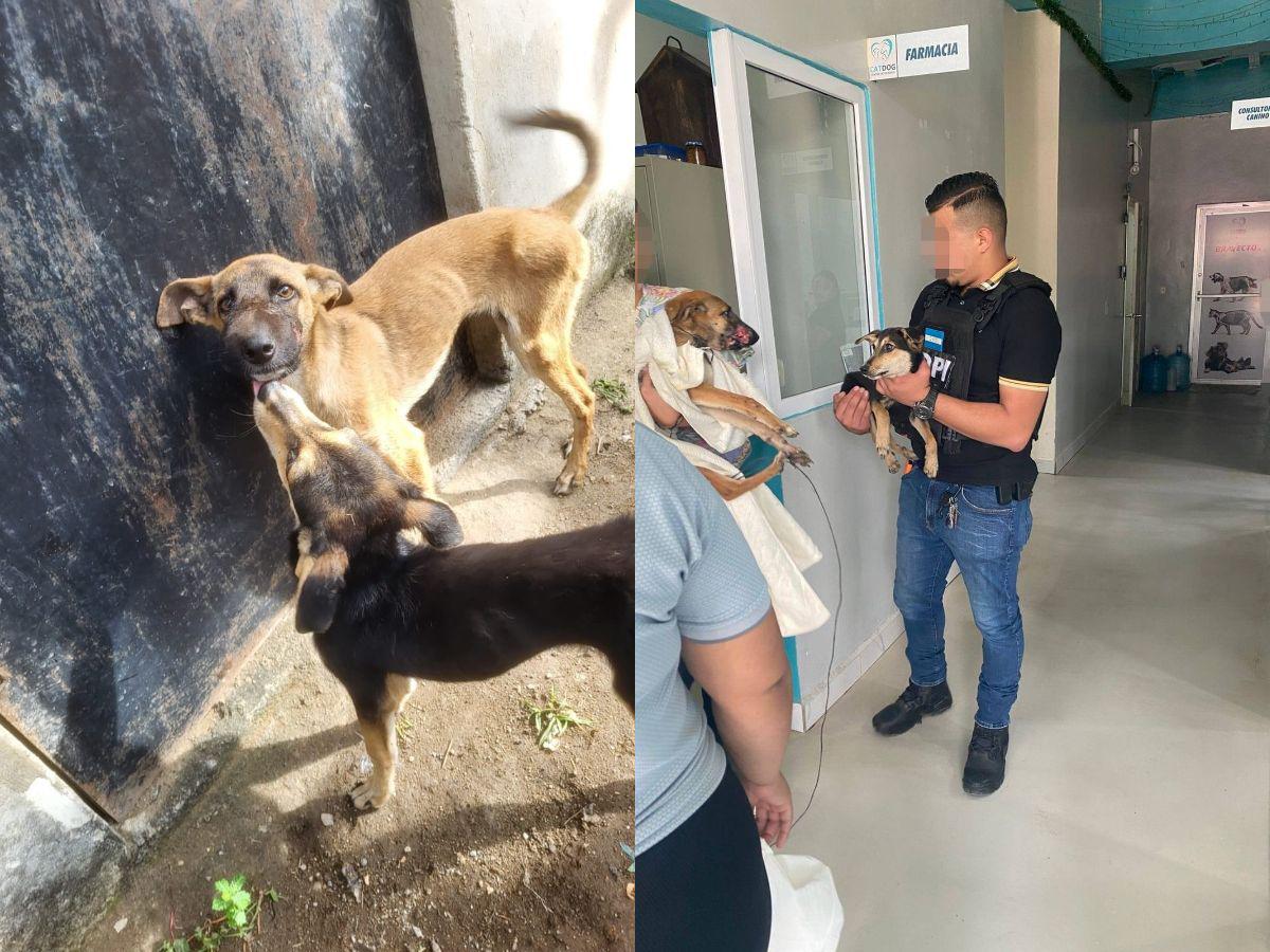 Quemaba y dejaba sin comer a sus perros: capturan a hombre por maltrato animal en Colón