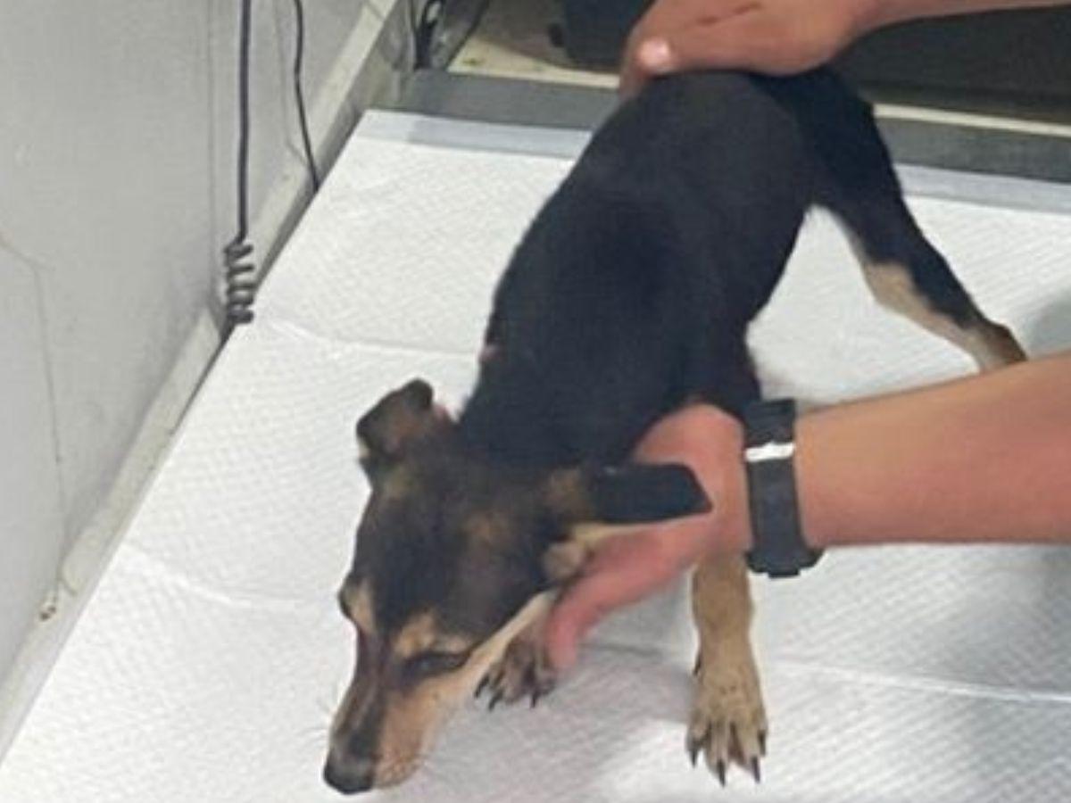 Quemaba y dejaba sin comer a sus perros: capturan a hombre por maltrato animal en Colón