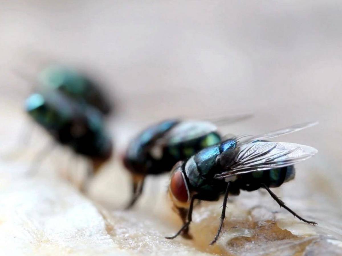 ¿Cuáles son los síntomas de la enfermedad del gusano barrenador en humanos?