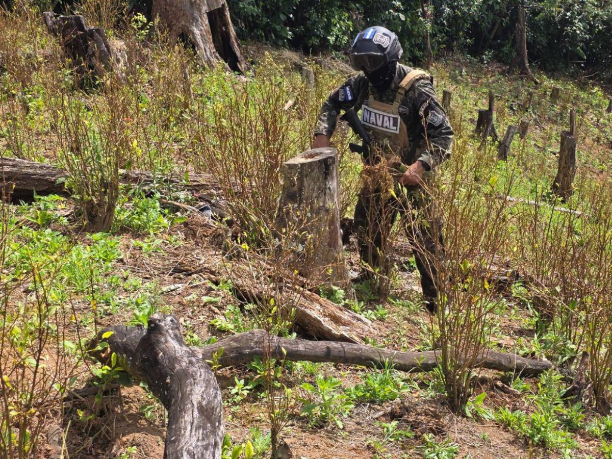 Aseguran 47 mil plantas de droga y narcolaboratorios en zonas montañosas de Colón