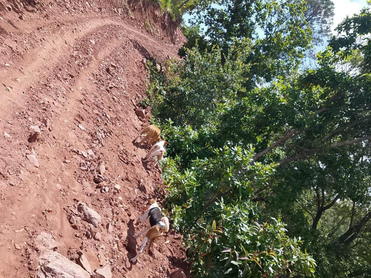 Los detuvieron y luego los hallaron muertos: Cristofer y Walter estaban en estado de putrefacción