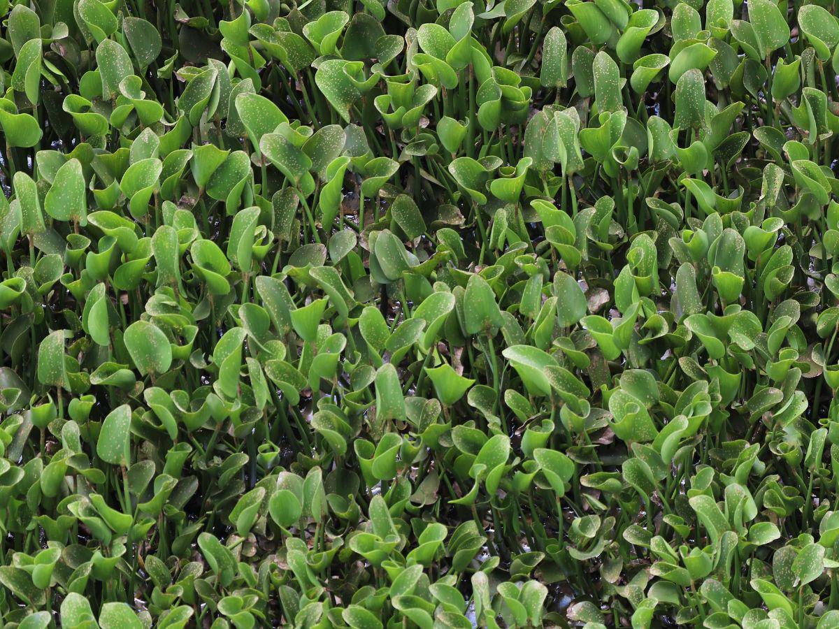 En otros ambientes, como el del Lago de Yojoa, el lirio acuático es considerado una plaga que altera el ecosistema, impide el paso de la luz solar y absorbe el oxígeno del agua y eso limita el desarrollo adecuado de otras formas de vida.