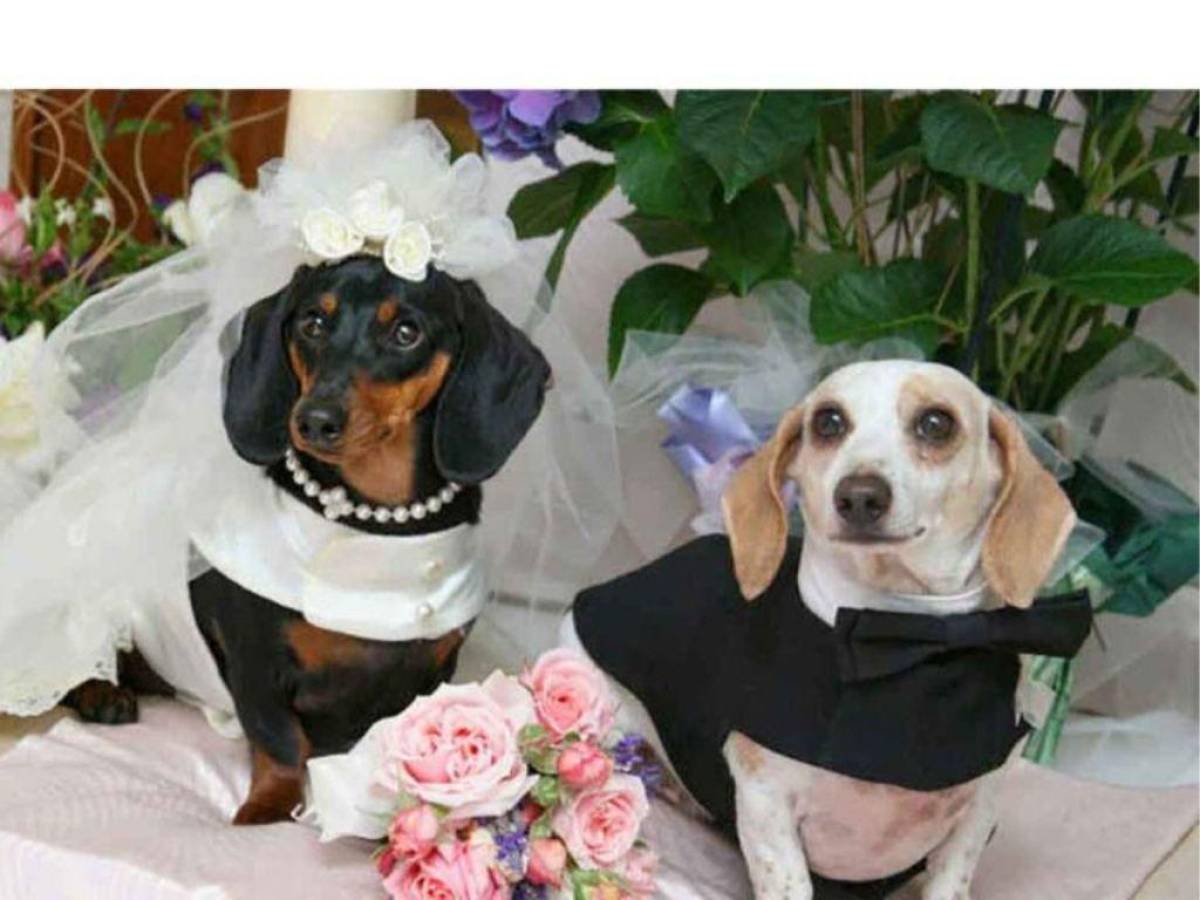Organizan boda masiva entre parejas de perros en EEUU