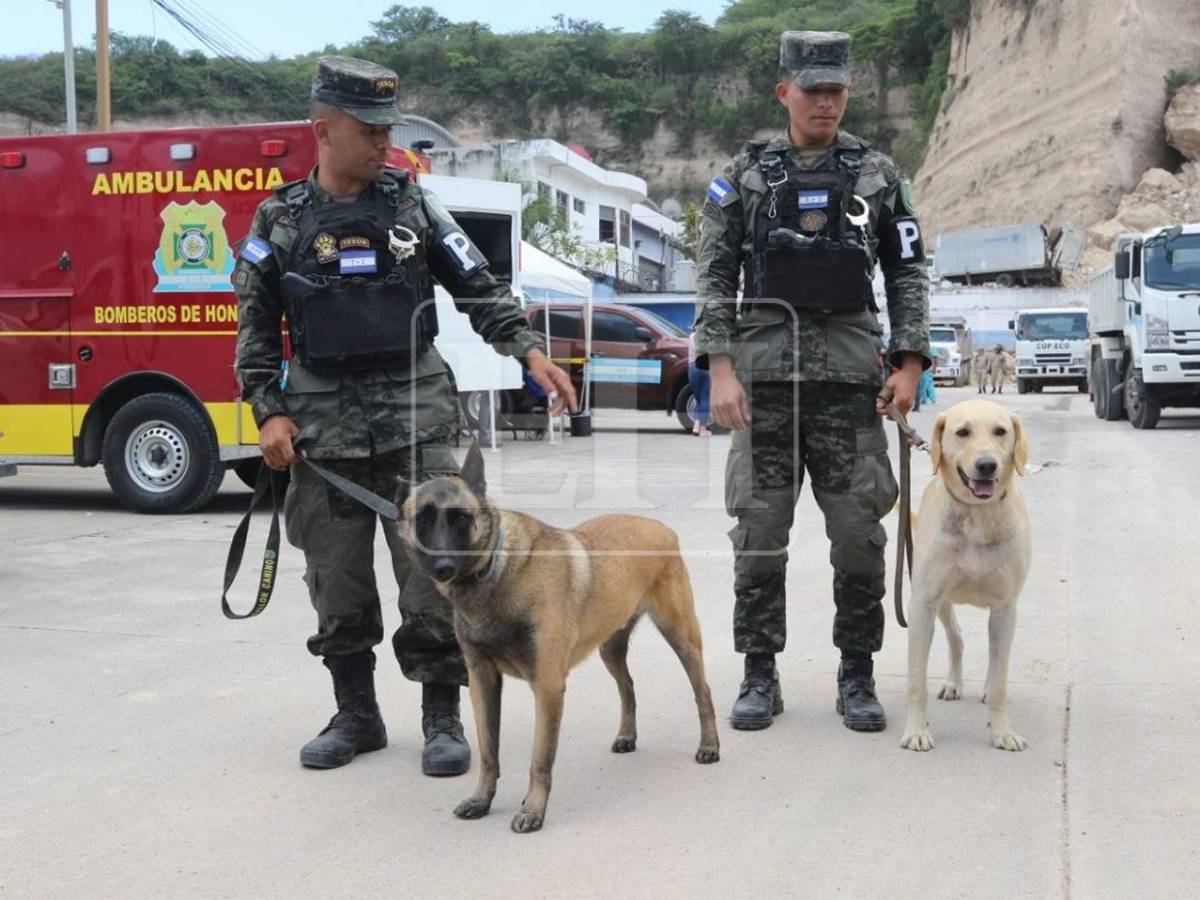 Togo y Mago, héroes que guiaron la búsqueda de víctimas entre el dolor y la esperanza