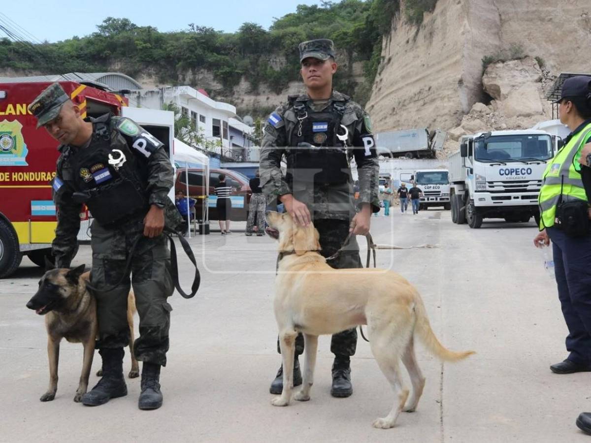 Togo y Mago, héroes que guiaron la búsqueda de víctimas entre el dolor y la esperanza