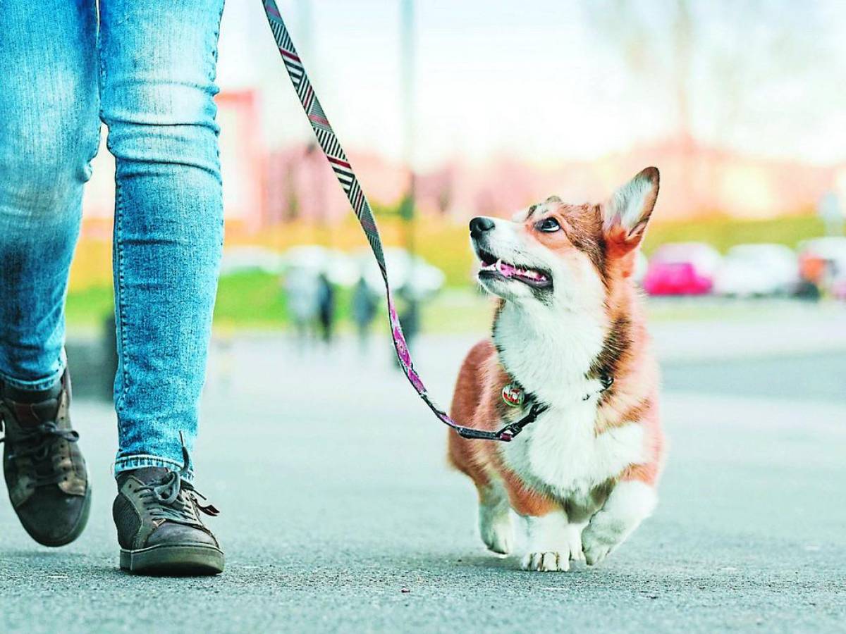 Proteja las almohadillas de su perro al pasearlo