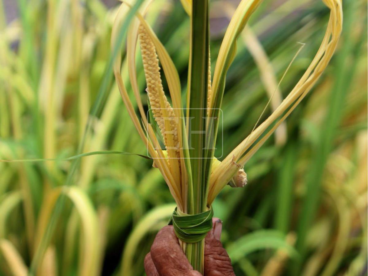 Con la tradicional venta de ramos: Así arranca la Semana Santa en Honduras