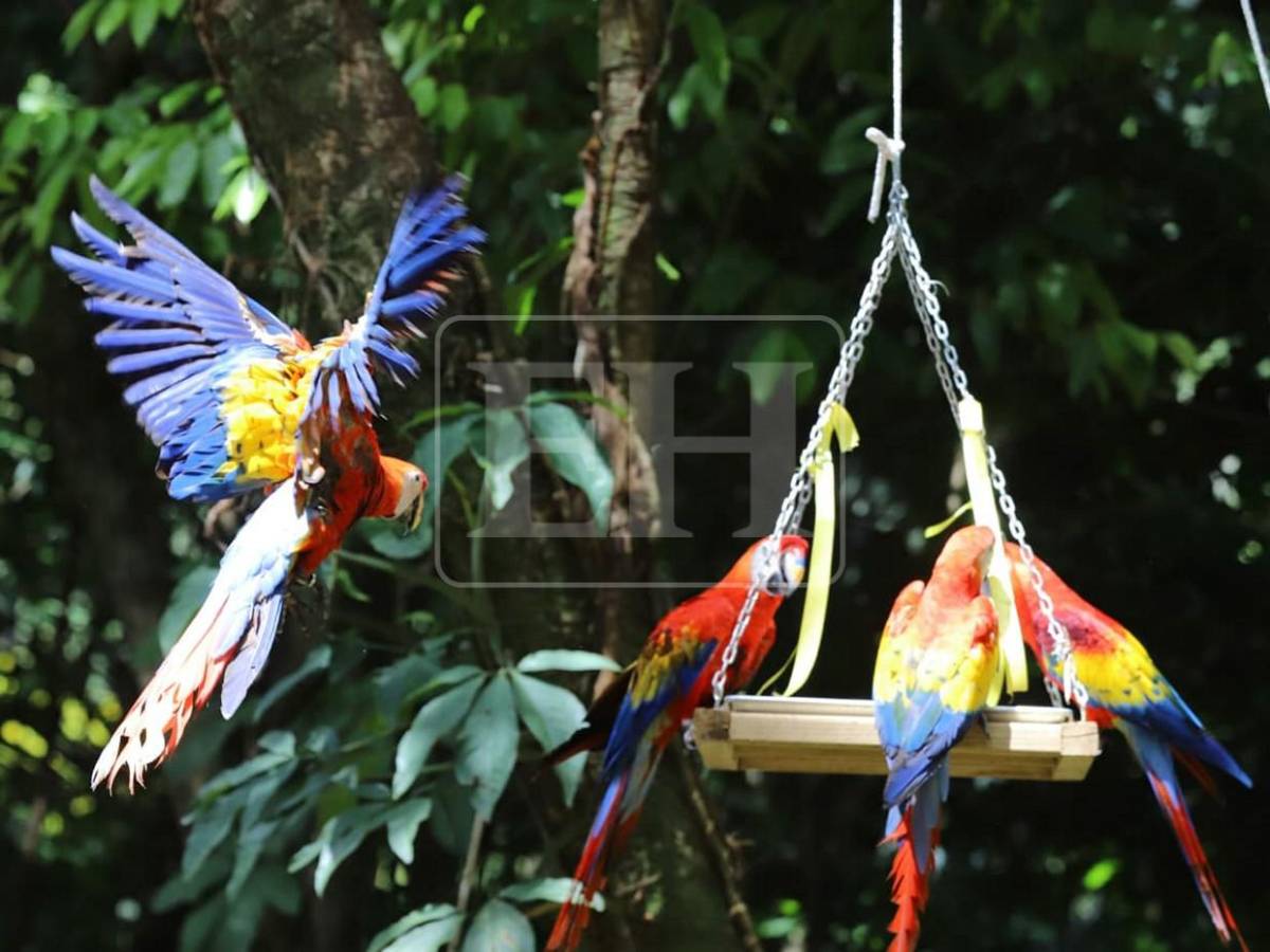 Siete Ara macaos más vuelan libres en cuenca del Río Cangrejal