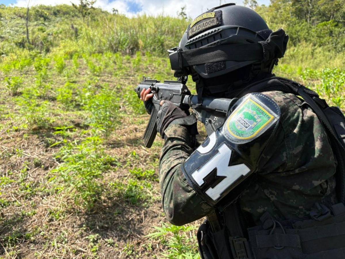 Aseguran 47 mil plantas de droga y narcolaboratorios en zonas montañosas de Colón