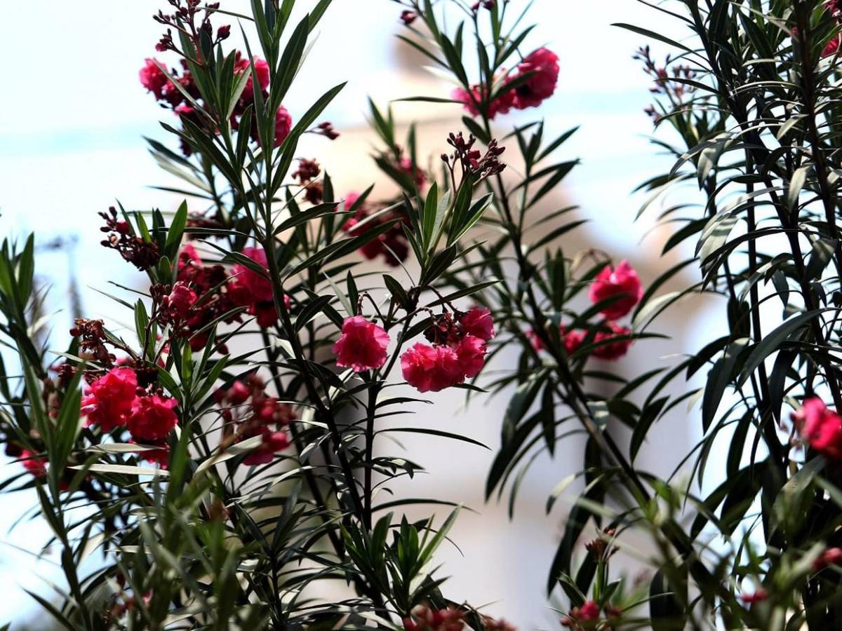 Los macuelizos con sus alegres colores embellecen la capital de Honduras