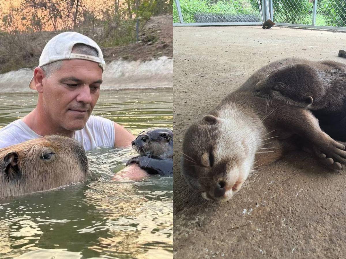 Animales comprados, gatos y perros envenenados: Situación en 'santuario' de Frank Cuesta